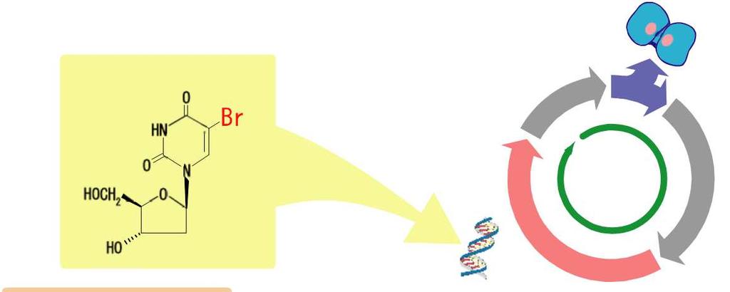 分析例 1 培養細胞の分析 Bromodeoxyuridine (BrdU) Mitotic phase DNA に取り込まれる