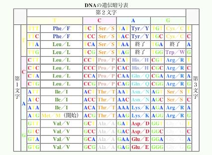 trna のゆらぎ G-U の結合 イノシンの導入による A,C,U との結合 その結果 45 種の trna で 64 種のコドンに対応している それでも比べたいー DNA 配列比較の留意点ー 類似性 はあっても 同一 は期待できない
