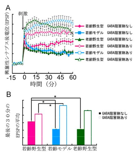 図 1 若齢野生型 老齢野生型 若齢モデルマウスの海馬 LTP( シナプス可塑性 ) の比較 A: 刺激後の興奮性シナプス後電位 (EPSP) の長期的増強 (LTP) が 老齢野生型マウスと若齢モデルマウスでは若齢野生型マウスよりも低いことがわかった 一方 GABA 阻害剤存在下では 若齢野生型マウスよりも高い値を示した B: