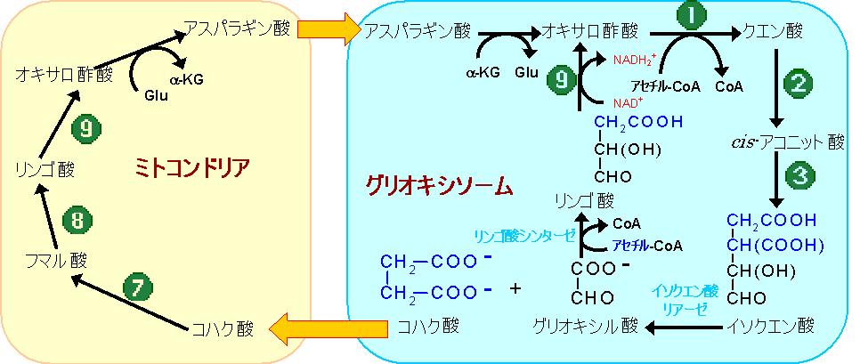 グリオキシル酸回路の反応 植物と一部の微生物では,TCA 回路以外に, その変形であるグリオキシル酸回路をもっている 発芽中の植物種子にはグリオキシソーム (glyoxysome) と呼ばれる小器官があり, グリオキシル酸回路はその中で行われる 動物にはこの経路は存在しない アセチルCoAがTCA 回路に入った場合,2-オキソグルタル酸とスクシニルCoAが生成する段階で2つの炭素原子が 2