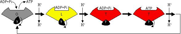 鎖はADPやATPに対する親和性が異なる3つの立体構造をとる 1. O( オープン ) 状態 : 基質と結合しない構造 2. L( ルース ) 状態 : 基質と弱く結合する構造 3.