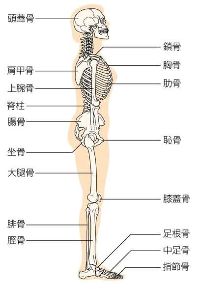 の体を構成する骨は