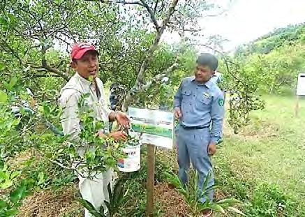 村への果樹栽培改善モデルへのボルドー液の指導や Narhpot 村での水稲普及活動への助言などを行いました 今後このような機会をさらに増やしていきたいと考えています ( 藤 ) (5)