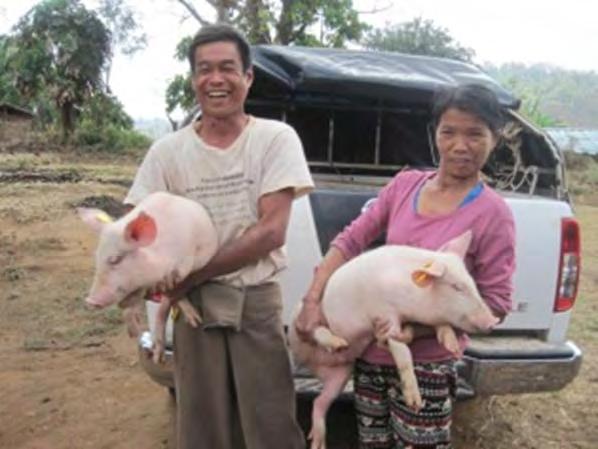 豚の配布の様子 ( ナーポット村 ) 比較飼養管理試験用の豚の調達の様子 ( パチ村 ) AD 研修生 ( 中央 2 名 ) も参加しました 果物加工
