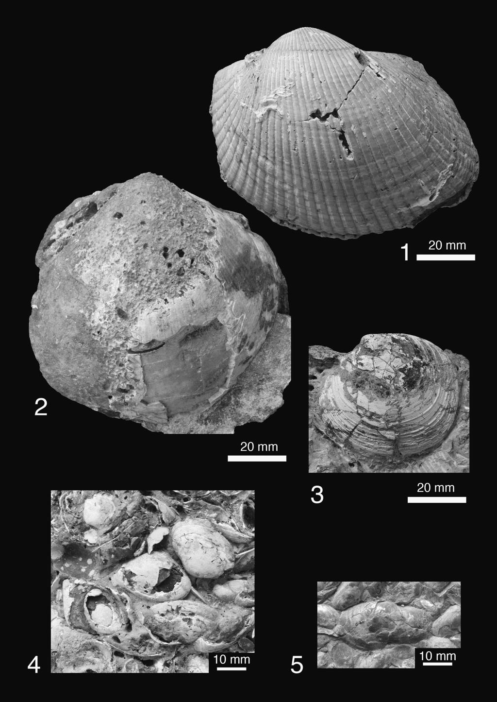 鳴門海峡産貝化石とその