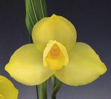 4 ブ ラ ジ ル の Gnomos Orchid のセレクト個体に なります 2019-147