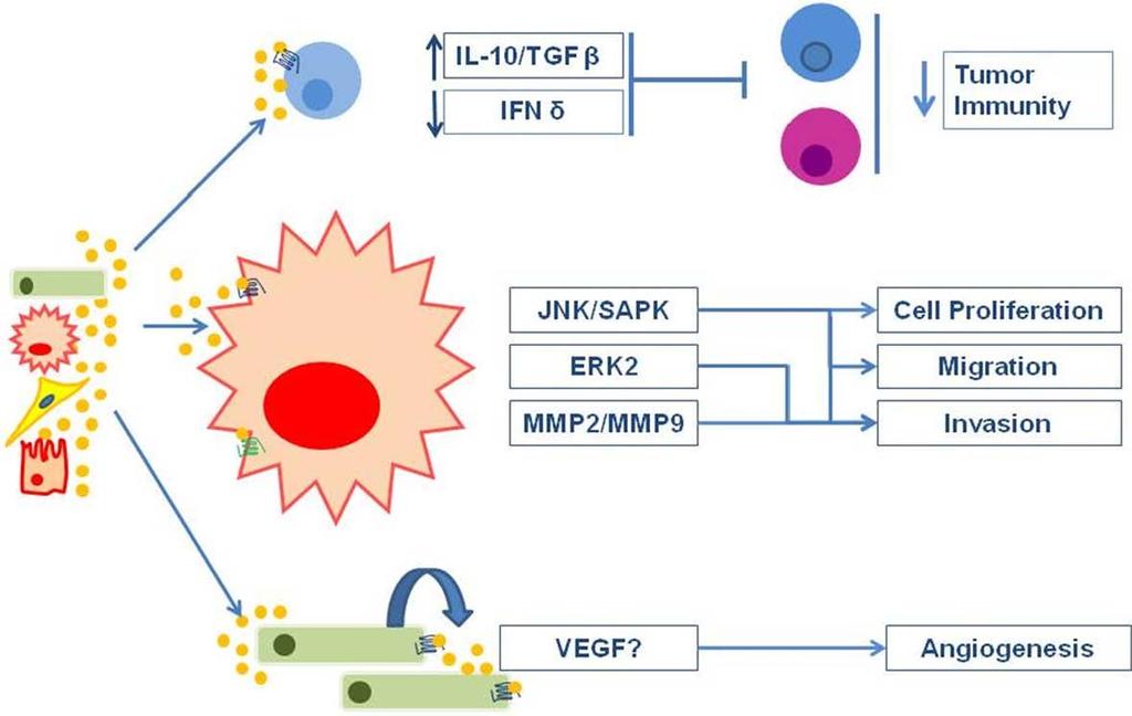 A) 肝細胞癌における CXCL12-CXCR4 軸傷害を受けた肝細胞 卵型細胞 oval cells 胆管上皮細胞 類洞内皮細胞 がん関連白血球 そして肝癌細胞は CXCL12 を分泌することができる CXCR4 を発現する肝癌細胞 リンパ球細胞 内皮細胞はオートクラインまたはパラクライン様式で CXCL12 によって図 1 のように活性化する さらに CXCL12 を高レベルで発現する組織は
