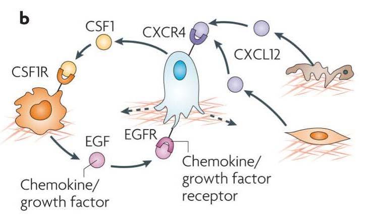 マクロファージまたは両方が分泌するプロテアーゼがその反応を媒介する 右 : がん細胞の遊走は がん細胞やマクロファージ上に異所性に発現した CSF1( コロニー刺激因子 1) EGF ( 上皮成長因子 ) それらの受容体を含むパラクライン