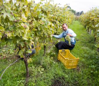 長いブドウ栽培の歴史に比べ ワイン造りは他の地域に比べ ローカルな発展しかしていませんでしたが ブドウ栽培に恵まれた火山質の土壌から産み出されるワインは ワインスペクター誌でも高い評価を得ています また 土着品種カタラネスカでのワイン造りなど 最新の技術と長い経験を活かし この地域の伝統の継承と品質の向上を目標に邁進しています Falanghina Verso BIO ファランギーナ