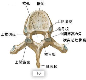 T1~T7 真肋骨が直接連結