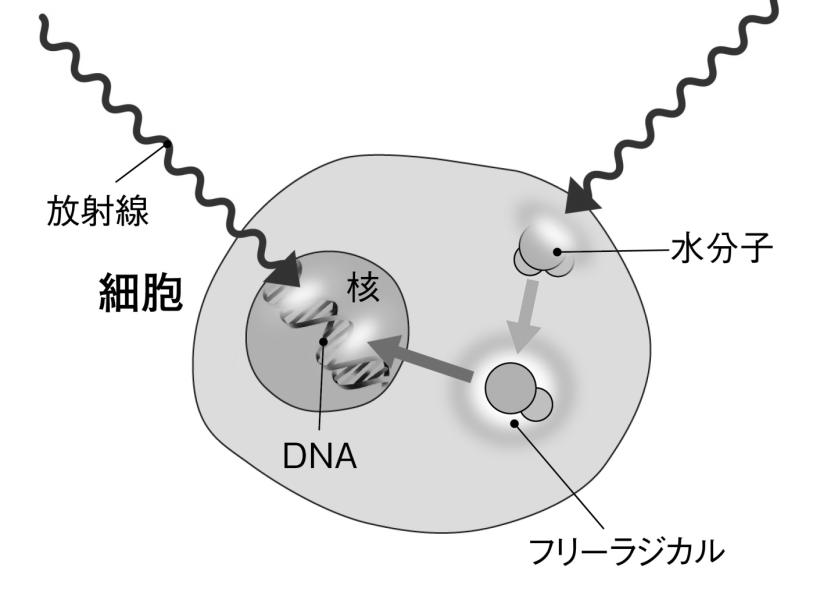人体 ( 細胞 への放射線放射線の影響 ( 直接作用 ( 間接作用 放射線が直接 DNAを損傷する作用 (