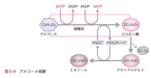 アルコール発酵酵母 ( 真核生物 ) が行う反応 最終的に 2ATP とエタノールができる
