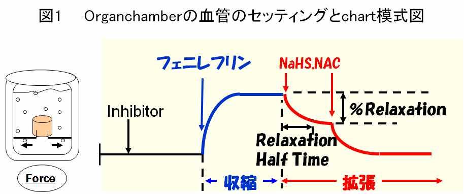 張反応をアセチルコリン 内皮非依存性血管拡張を DETA-NONOate を段階的に投与して 観察する 血管の最大拡張の初期収縮に対する割合を %Relaxation 拡張のスピードを Relaxationhalftime として計算する ( 図 3) また 別の群において 血管に NaHS(H 2 S ドナー ) N- アセチルシステイン ( システインドナー ; 内因性の H 2 S
