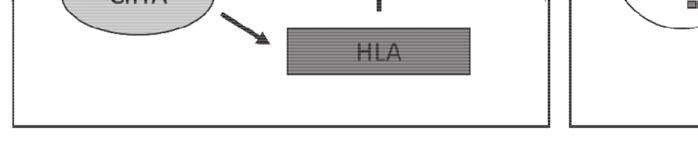 出し CIITA と HLA-DR の mrna を qrt-pcr に て 測 定 し た そ の 結 果 PRD は CIITA と HLA- 転写への影響 HLA