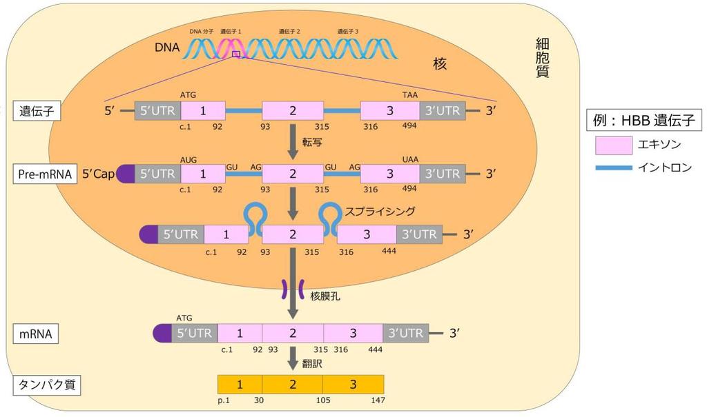 2. 転写と翻訳 2-1 転写 (DNA mrna) 転写は DNA