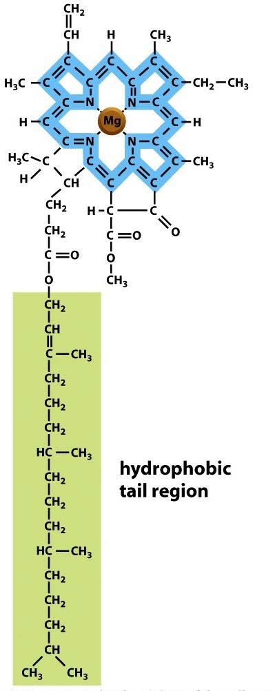 光合成 photosynthesis 12H 2 O
