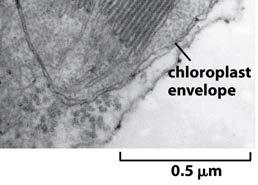 chlorophyll + カロチノイド