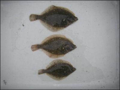 <2010 年調査 > 2010 年 6~8 月の調査の結果 イシガレイは 6 月に稲毛浜で 3 個体確認された 確認されたイシガレイの全長は 69~80mm であり すべての個体が水深 0.5~1.