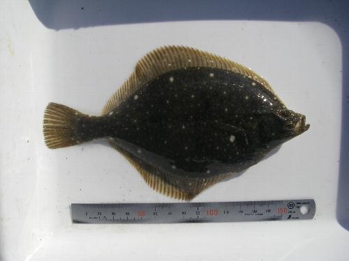 水深 0.5~1m) で採集された イシガレイ 1 歳魚 (2