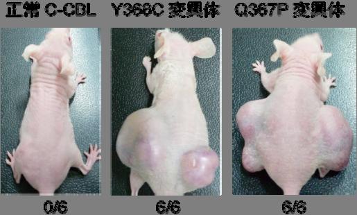 図 4 C-CBL のがん抑制作用 C-CBL を欠失したマウス