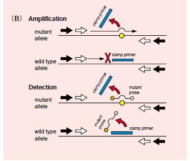 Real-time PCR による検出の原理 PNA LNA PCR Clamp 法 peptide nucleic acid(pna) Locked nucleic acid (LNA) PNA: ペプチド核酸 特徴