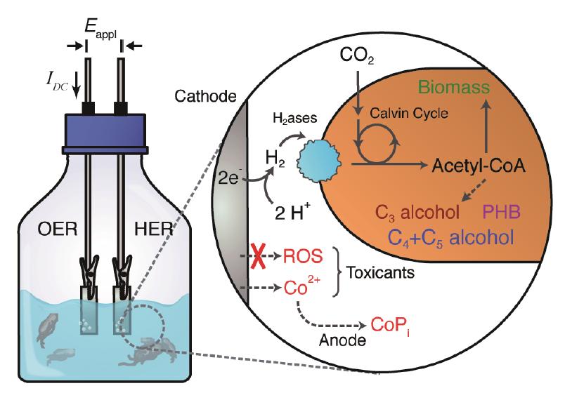Schematic of hybrid bioelectrochemical system for CO2 fixation Source Liu, C., B. C. Colon, M. Ziesack, P. A. Silver, and D. G. Nocera. 2016.