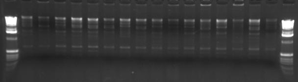 PCR 増幅の 比較 ( プライマーが 長い場合