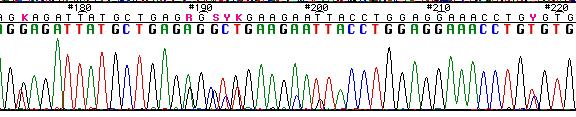 現 行行のHLAタイピング法 PCR- SBT (sequencing based typing) 5 UTR ex1 ex2