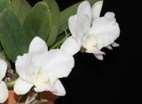devonianum デボニアナム (1 作 ) 2,700 53 インド タイ 葉はやや幅広で本属としては小型 下垂する花茎に 3cm 程度の小輪花を 20 輪前後つける Cym. eburneum fma.