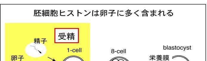 種類の胚細胞ヒストン 或は 2