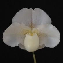 上質な白花又はピンク花 (18cm~) が咲く見込みで兄弟は良花が続々と咲いています (写真は開花例 M-66 Phrag.