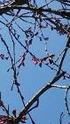 3 ウ ワ ミ ズ ザ ク ラ 幹 の 樹 皮 に は 横 縞 の 模 様 も な く 花 も 桜 の 概 念 か ら は ほ ど 遠 い 形 を し て い る が こ れ も 桜 の 仲 間 で あ る 20 メートル に も な る 大 木 で 4 月 の 中 頃 新 葉 が ひ ら い て